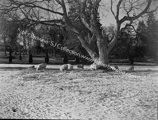 SHEEP GRAZING UNDER TREES AT EMO COURT